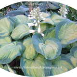 Hosta Color old Glory