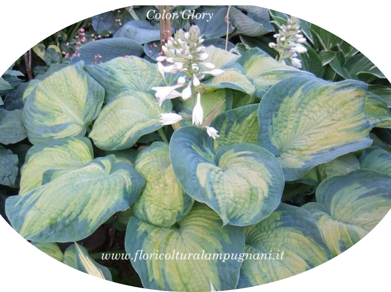 Hosta Color old Glory