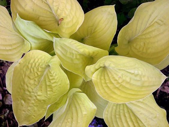 Hosta Copa Cabana