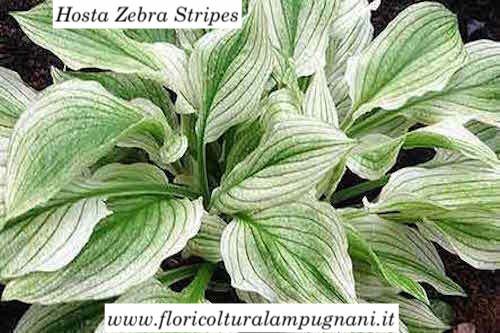 Hosta Zebra Stripes