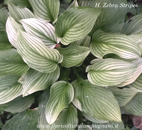 Hosta Zebra Stripes