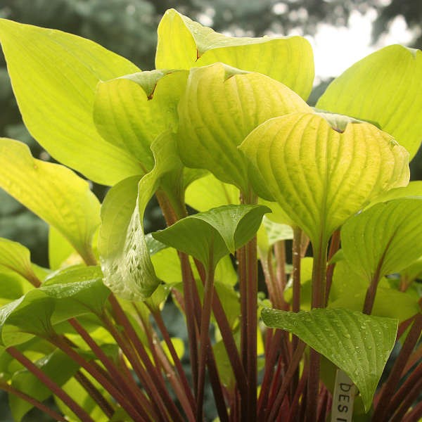 Hosta Miss Susie in vaso