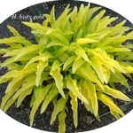 Hosta Bisty Gold