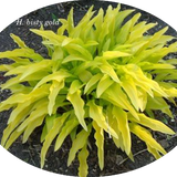 Hosta Bisty Gold