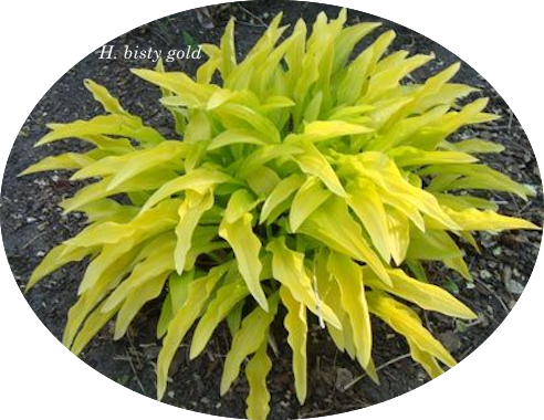 Hosta Bisty Gold
