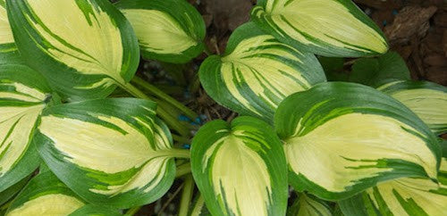 Hosta Sea Thunder