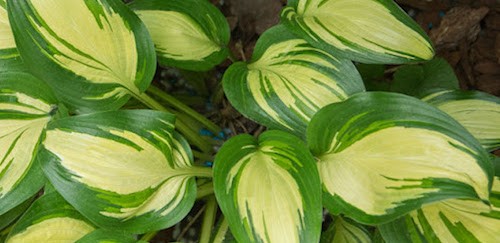 Hosta Sea Thunder