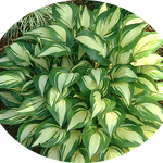 Hosta Sea Thunder