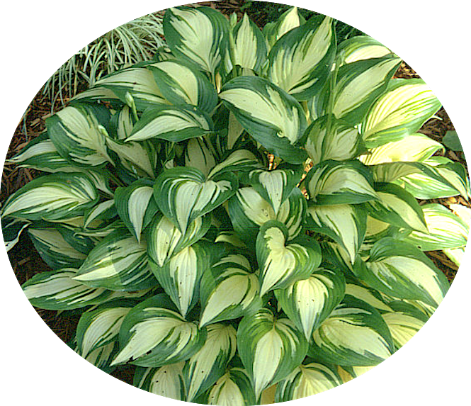 Hosta Sea Thunder