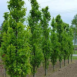 Fagus sylvatica 'Dawyck vaso 18 cm.100