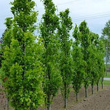 Fagus sylvatica 'Dawyck vaso 18 cm.100