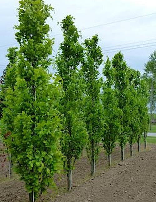 Fagus sylvatica 'Dawyck vaso 18 cm.100