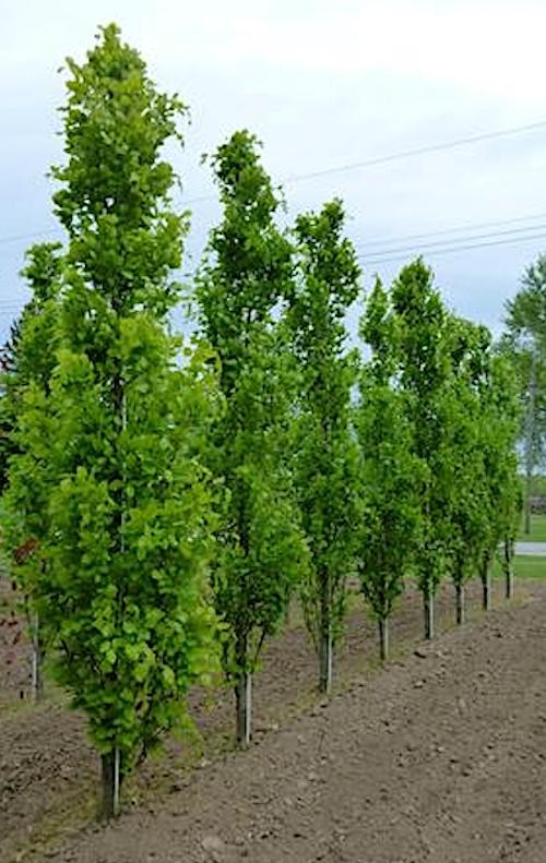 Fagus sylvatica 'Dawyck vaso 18 cm.100