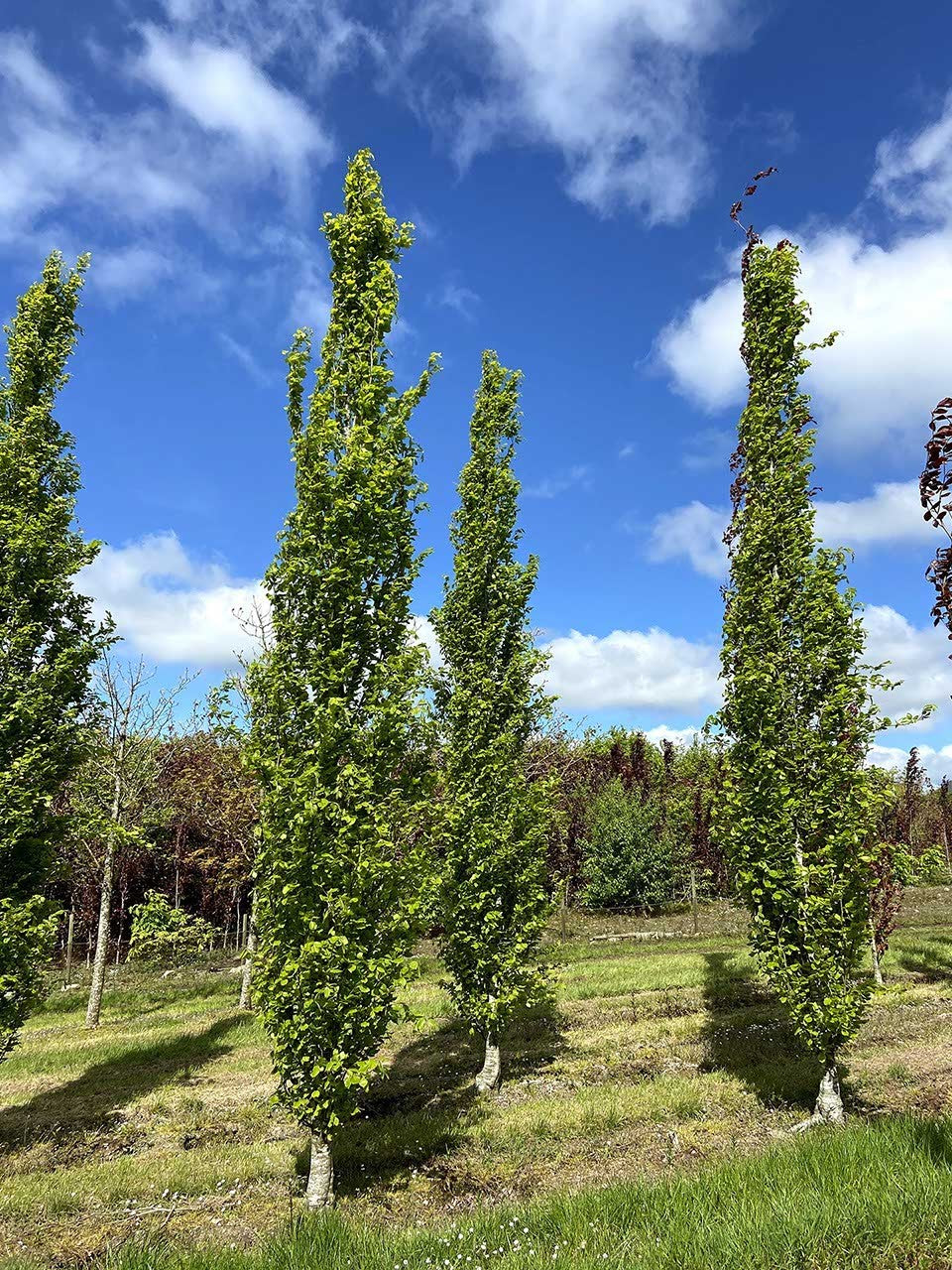 Fagus sylvatica 'Dawyck vaso 18 cm.100