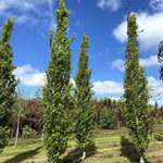 Fagus sylvatica 'Dawyck vaso 18 cm.100