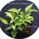 Hosta Serendipity Singer