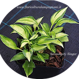 Hosta Serendipity Singer