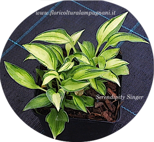 Hosta Serendipity Singer