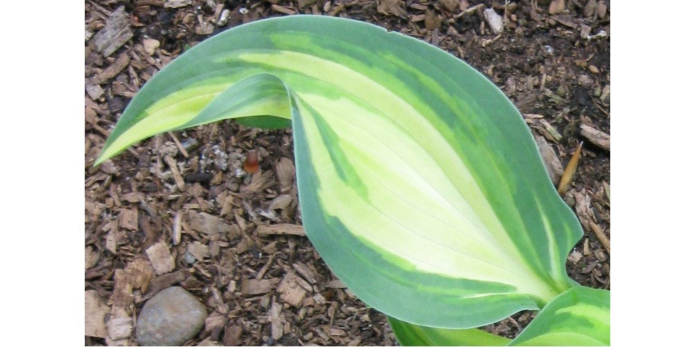 Hosta Serendipity Singer