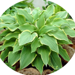 Hosta 1243