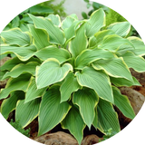Hosta 1243