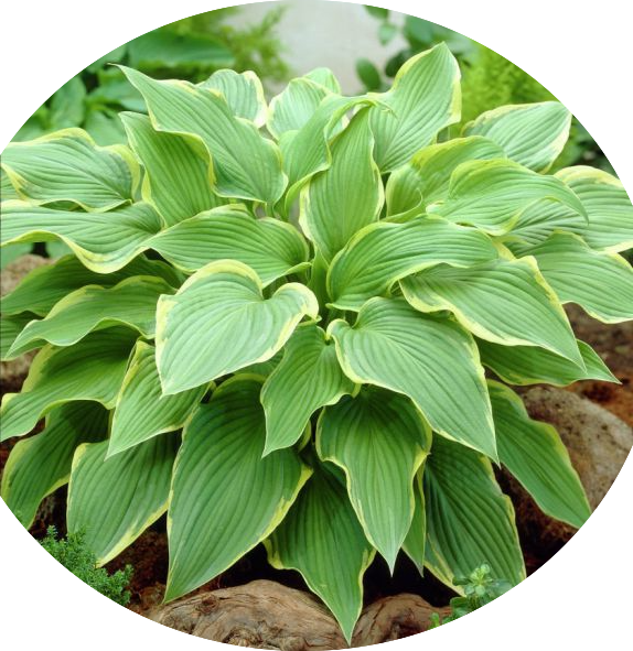 Hosta 1243