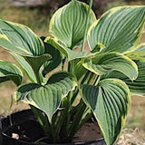 Hosta 1243