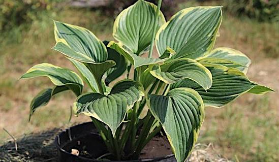 Hosta 1243