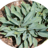 Hosta Heron
