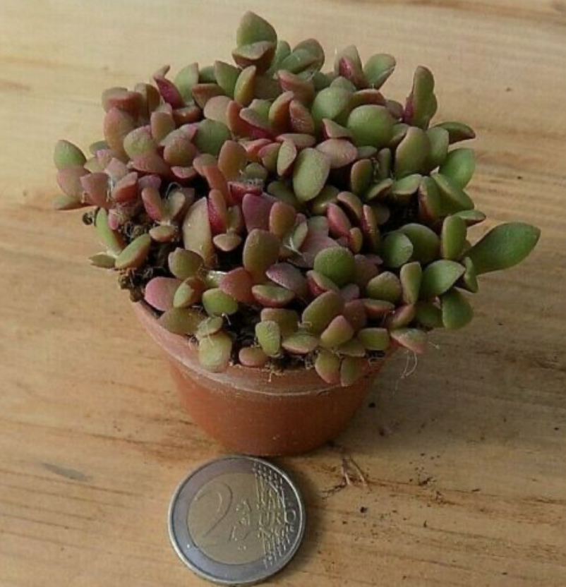 Anacampseros rufescens variegato