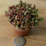 Anacampseros rufescens variegato