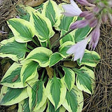 Hosta Pilgrim