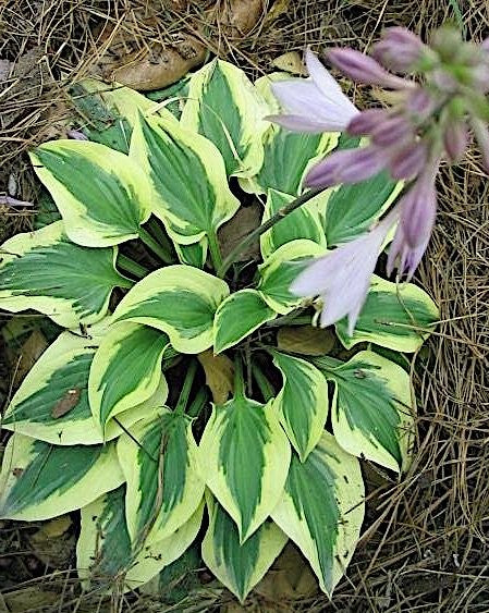 Hosta Pilgrim