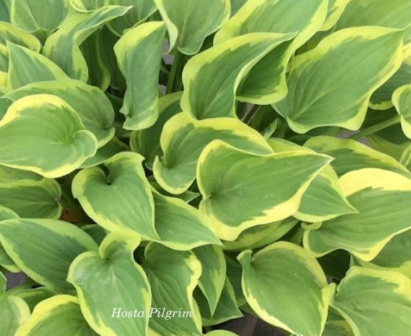 Hosta Pilgrim