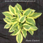 Hosta Umbert
