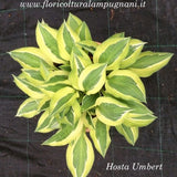 Hosta Umbert