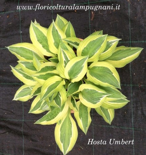 Hosta Umbert