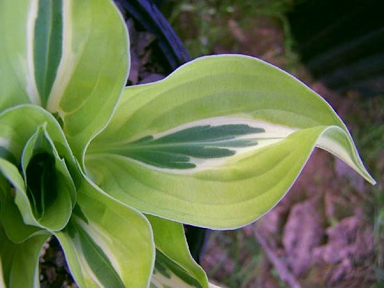 Hosta Umbert