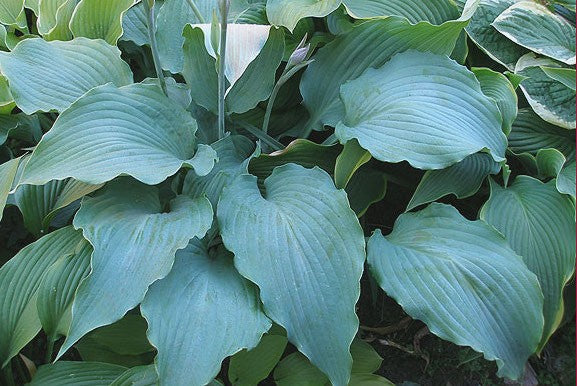 Hosta Fllet Week