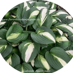 Hosta lakeside Spellbinder