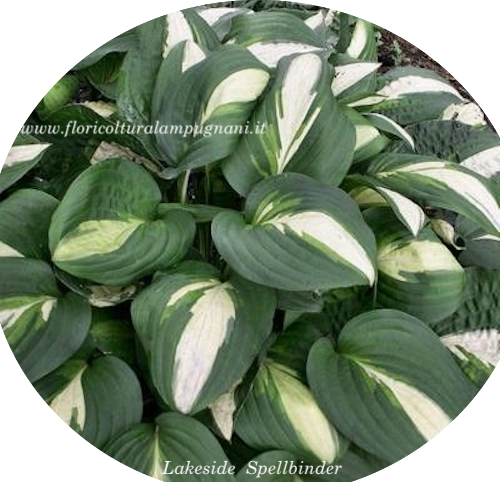 Hosta lakeside Spellbinder