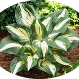 Hosta lakeside Spellbinder