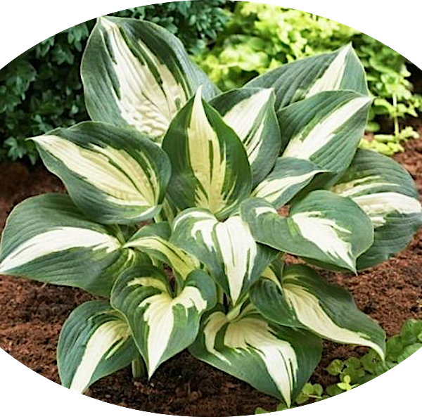 Hosta lakeside Spellbinder