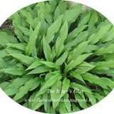 Hosta The Razor's Edge