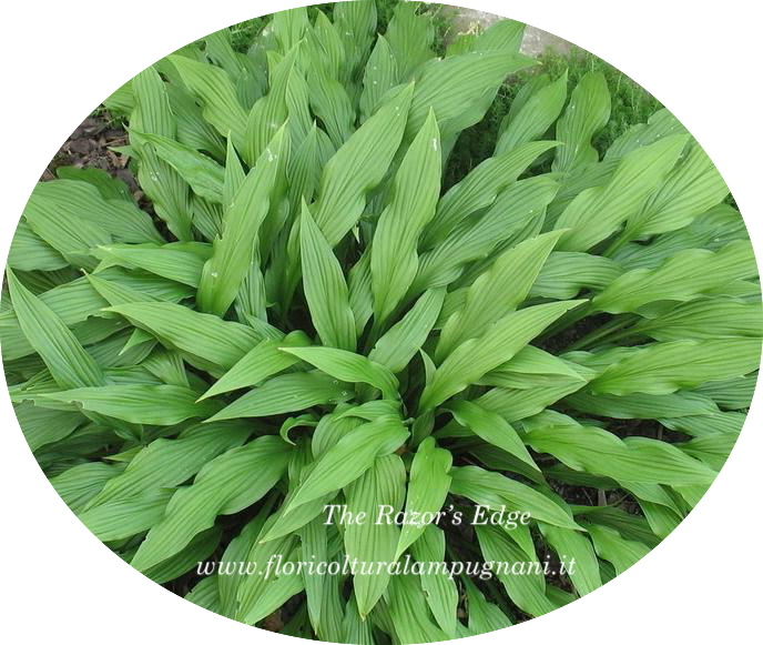 Hosta The Razor's Edge