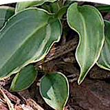 Hosta Imp