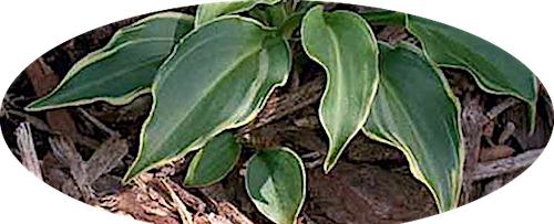 Hosta Imp