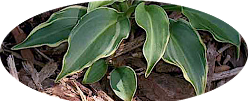 Hosta Imp