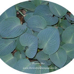 Hosta prairie Sky