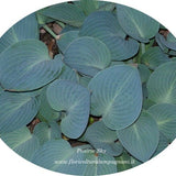 Hosta prairie Sky